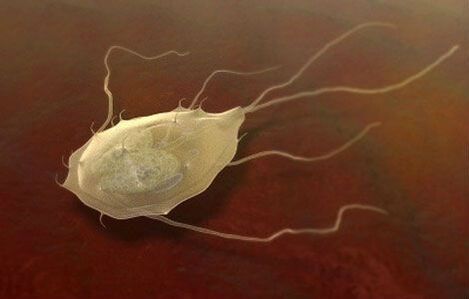 Giardia ere parasitoak dira! 